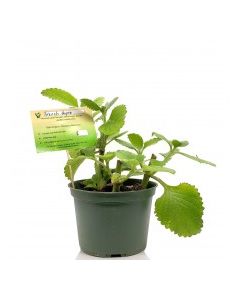 KETS PLANT FRENCH THYME 1ct