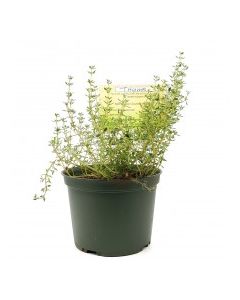 KETS PLANT THYME 1ct