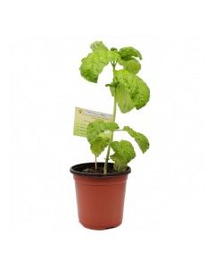 KETS PLANT BASIL 1ct