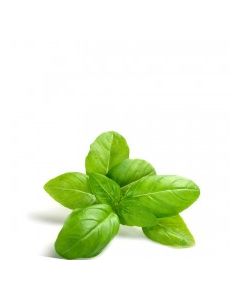 D&D BASIL 40g