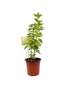 KETS PLANT BASIL lrg
