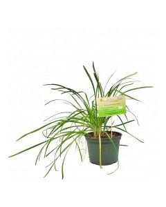 KETS PLANT GARLIC CHIVE 1ct
