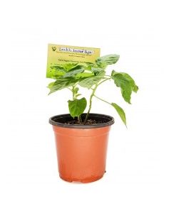 KETS PLANT SCOTCH BONNET PEPPER 1ct