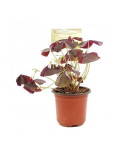 KETS PLANT CLOVER lrg