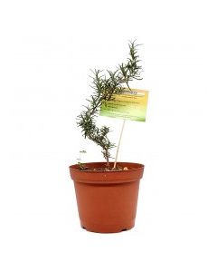 KETS PLANT ROSEMARY lrg