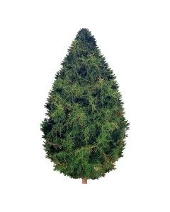 CHRISTMAS TREE 7ft