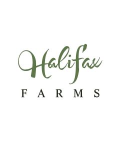 HALIFAX MUSHROOMS OYSTER 1pk